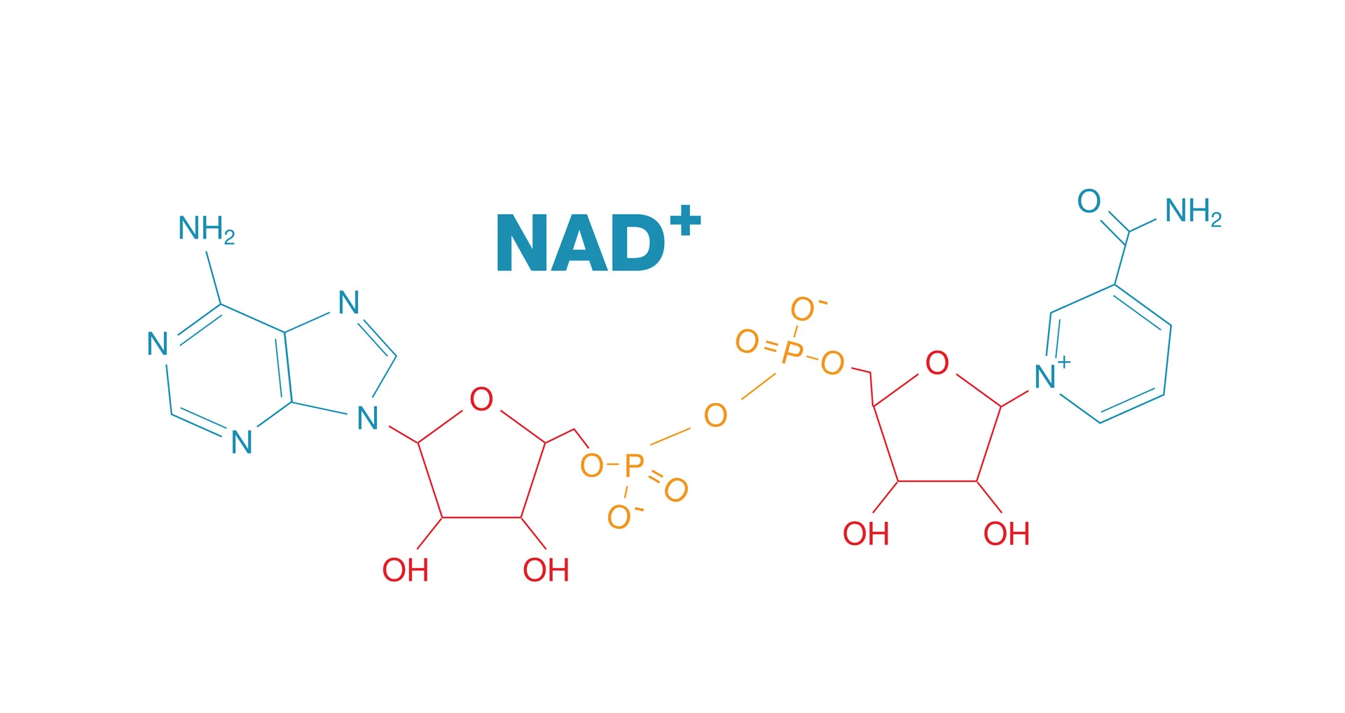 An insight into NAD+