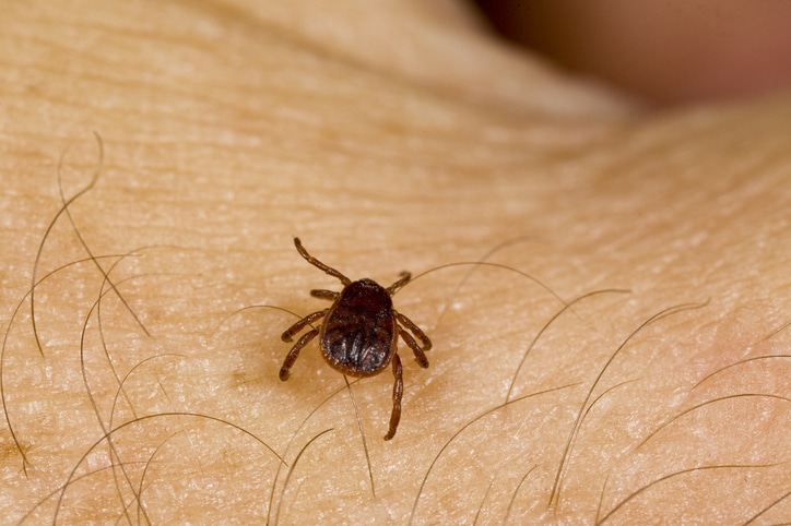 Save the Date Tick-Borne Diseases: Symptoms, Testing & Treatment in London